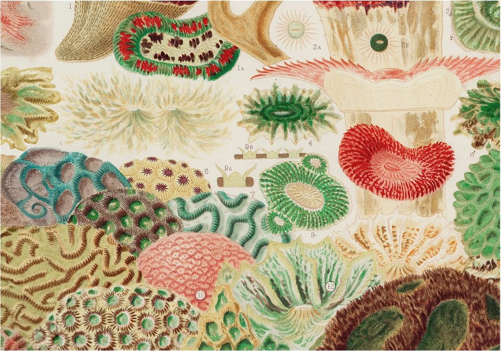 Fali fotótapéta Étkezőbe Organikus formák 312x219