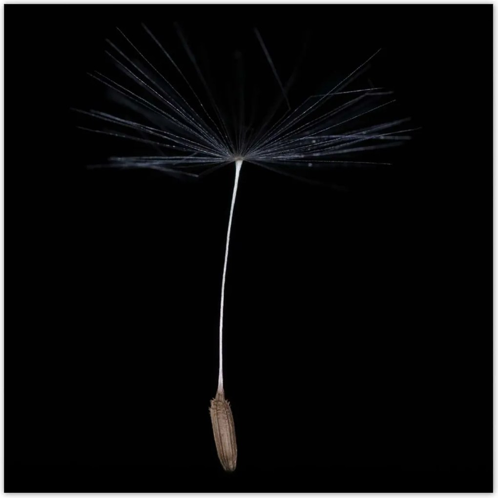 Poszterek 100x100 Pitypang Virág Virágok