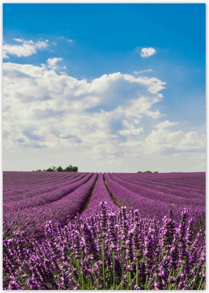 Poszterek A5 Pion Levendula mező Levendula