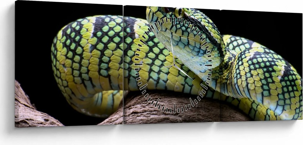 Kép - Wagler csörgőkígyó (órával) (90x30 cm)