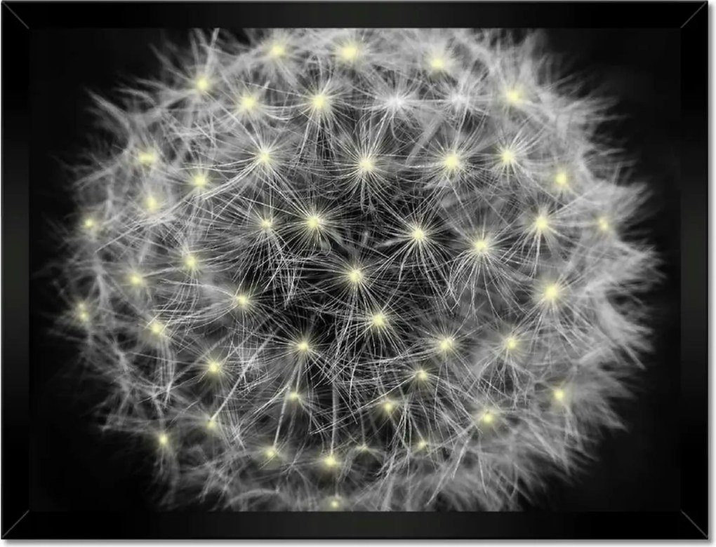 Poszterek keretben 40x30 Pitypang Virág Virágok