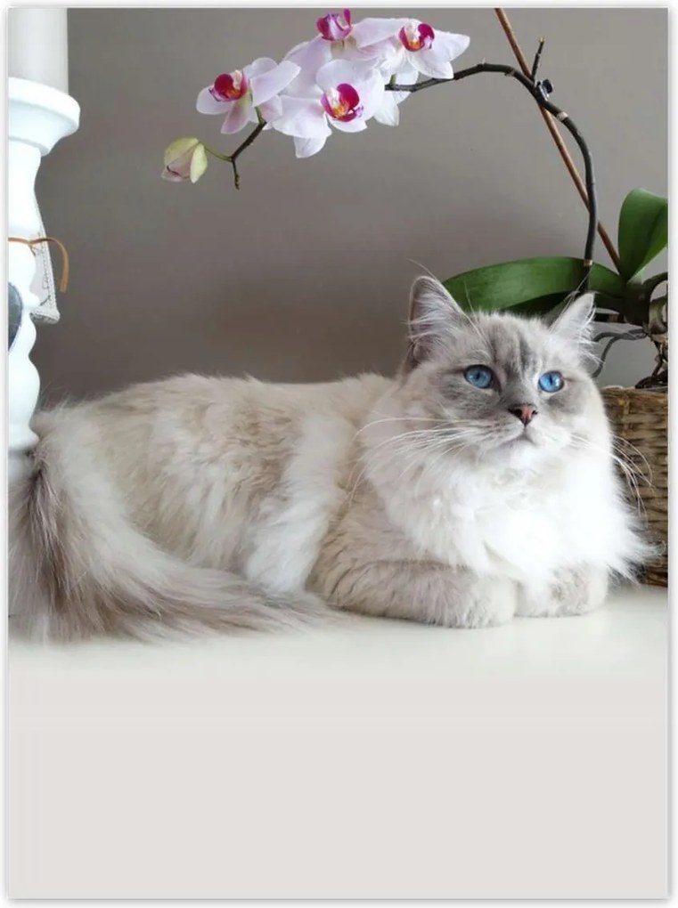 Poszterek 100x135 Ragdoll fajta macska