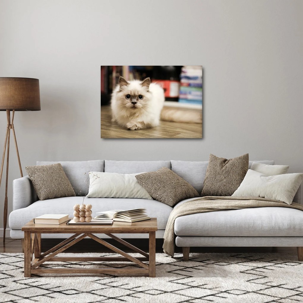 Fehér macska képe (70x50 cm)