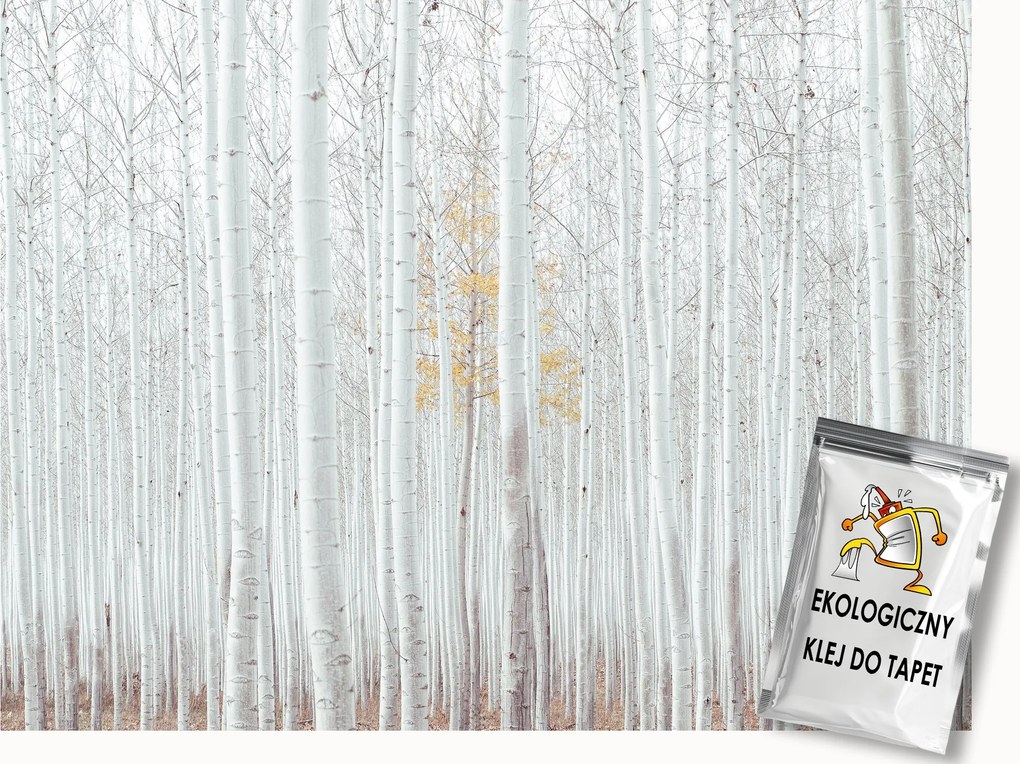Fotótapéta Flizelina Természet Erdő Fehér Nyírfa Kilátás 100x75 ragasztó