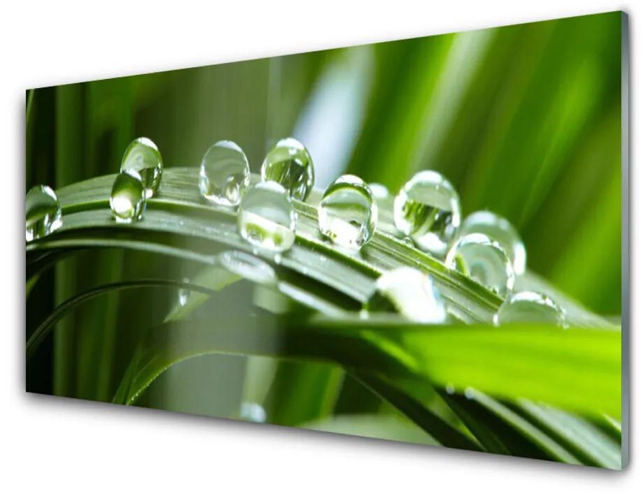Fali üvegkép Plant fű harmat cseppek 140x70 cm