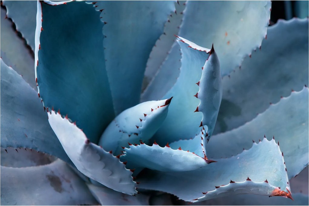 Kép - Agave (90x60 cm)