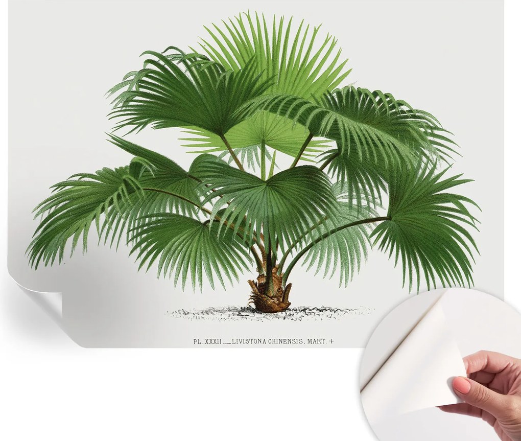 Dekoratív öntapadós fotótapéta Hálószobába Egzotikus pálmafa 208x146