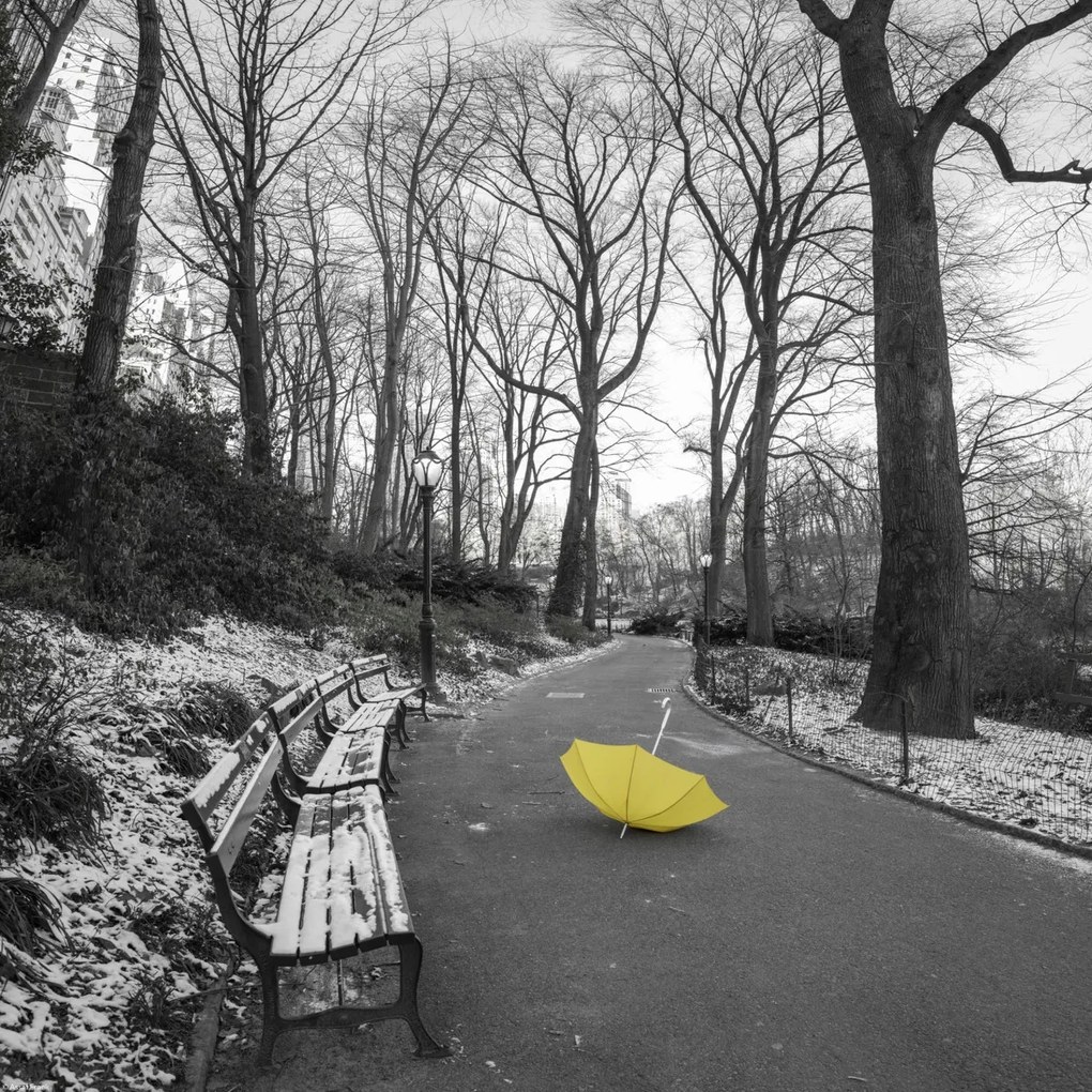 Poszter 40x40cm Sárga esernyő a Central Park ösvényén, Assaf Frank
