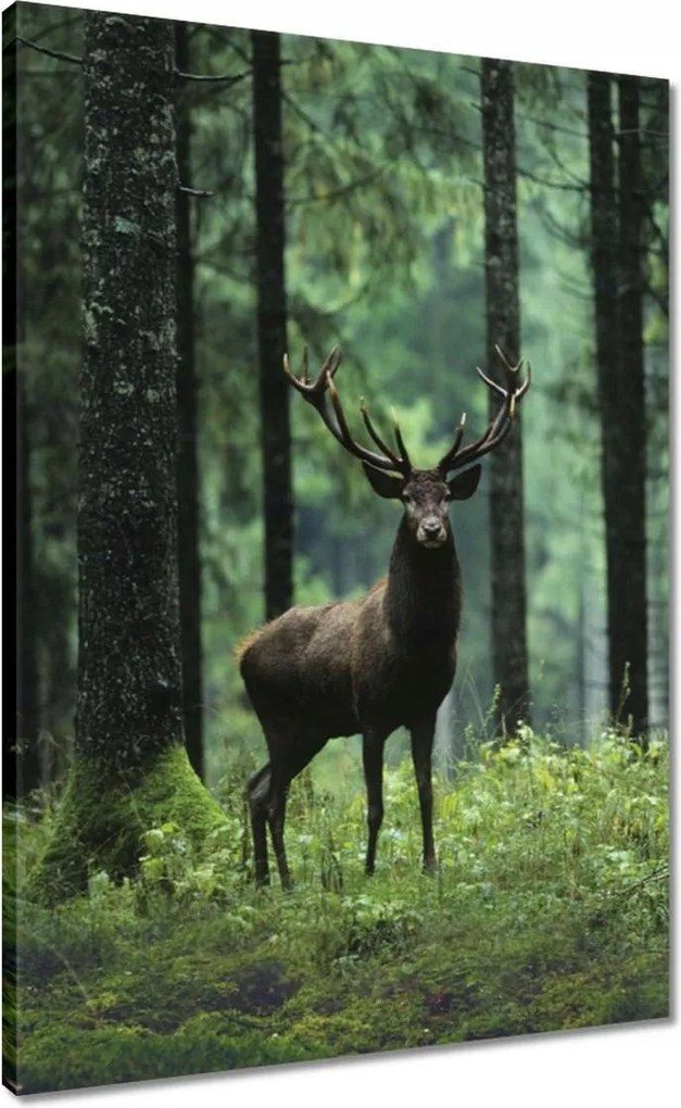 Vászonkép 50x70 Szarvas az erdő közepén