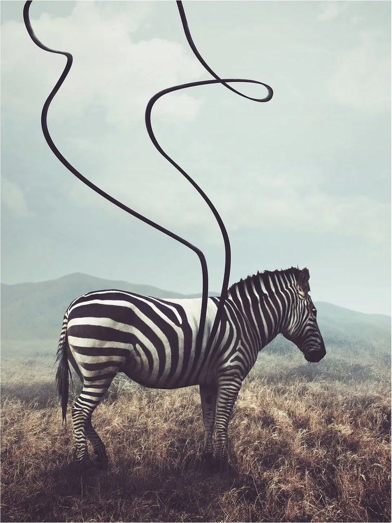 Fotótapéta Zebra absztrakt geometria Afrikai minimalizmus 184x254 +ragasztó