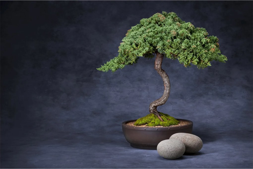 Kép - Bonsai (90x60 cm)