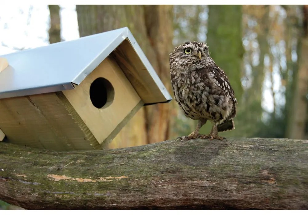 Fa bagolyodú – Esschert Design