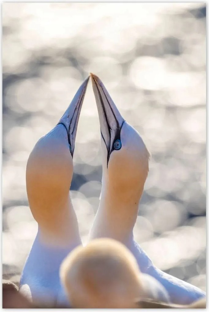 Poszterek 60x90 Madarak