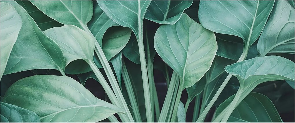 Flizelin tapéta Flizelin falikép Prémium zöld természet 250x104