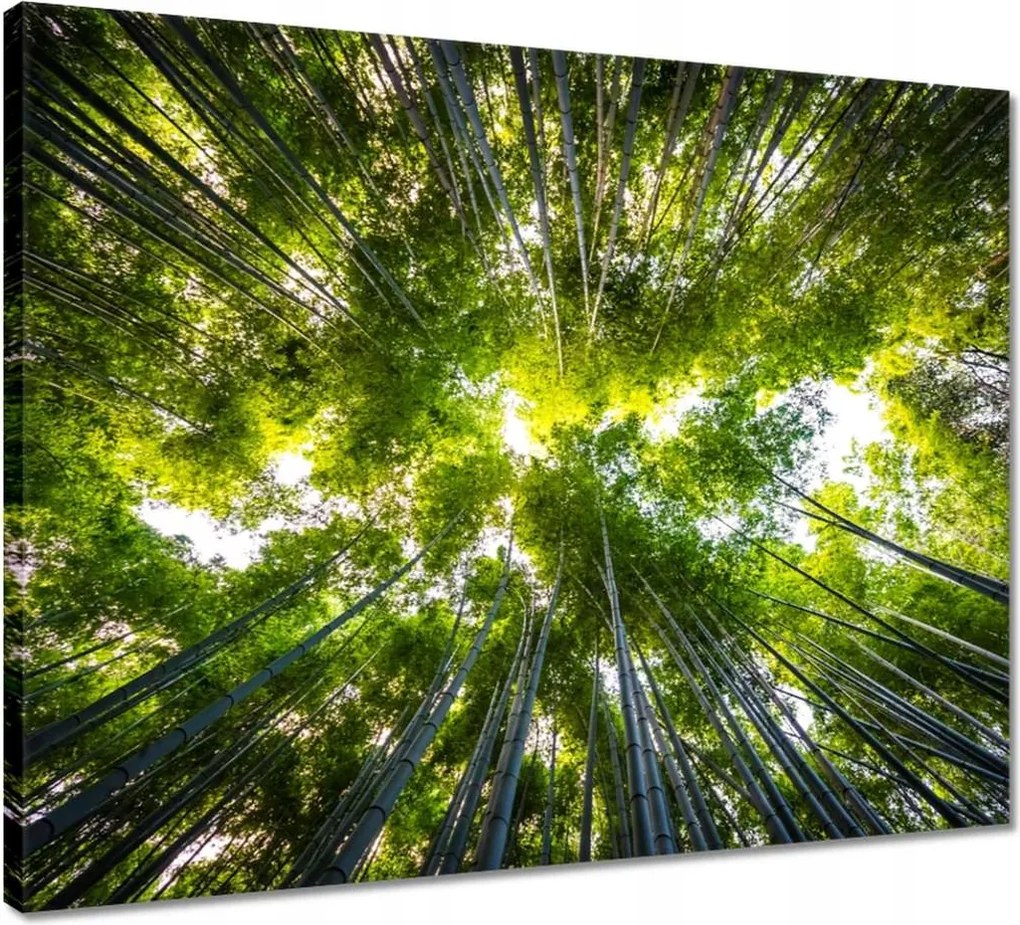 Vászonkép 50x40 Bambusz trópusi erdő