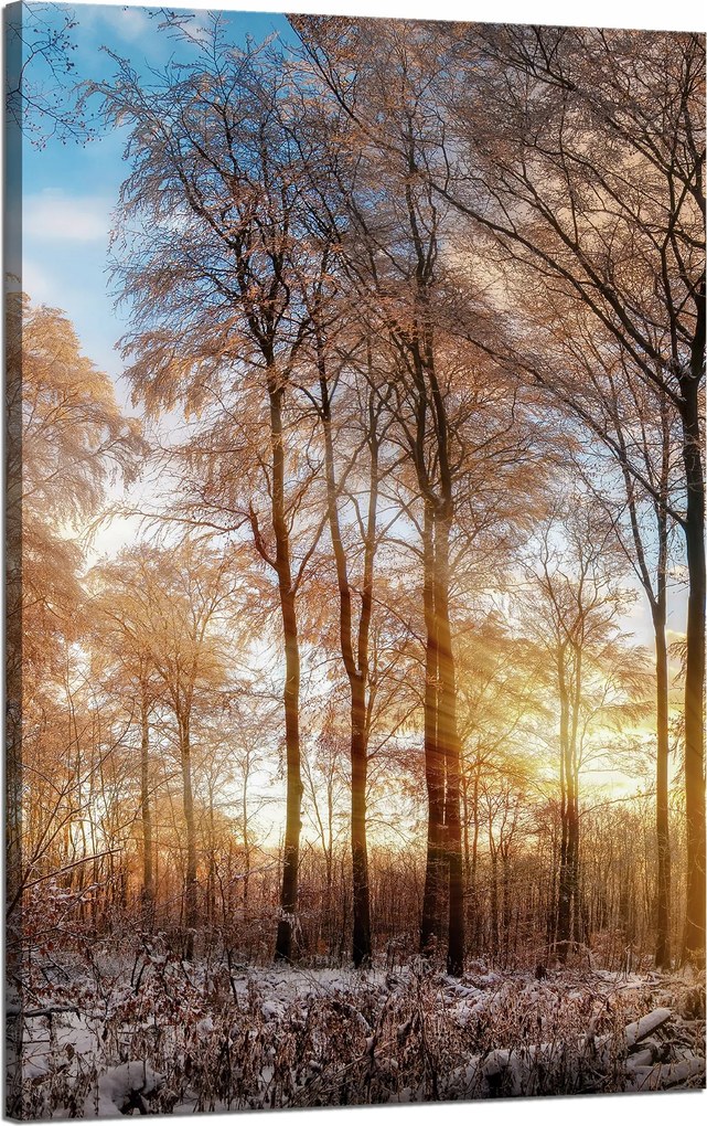 Vászonkép Fák Tél Felkelő Nap 50x80 cm