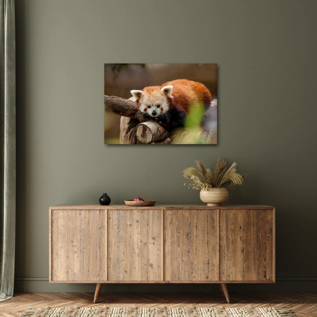 Vörös panda képe (70x50 cm)