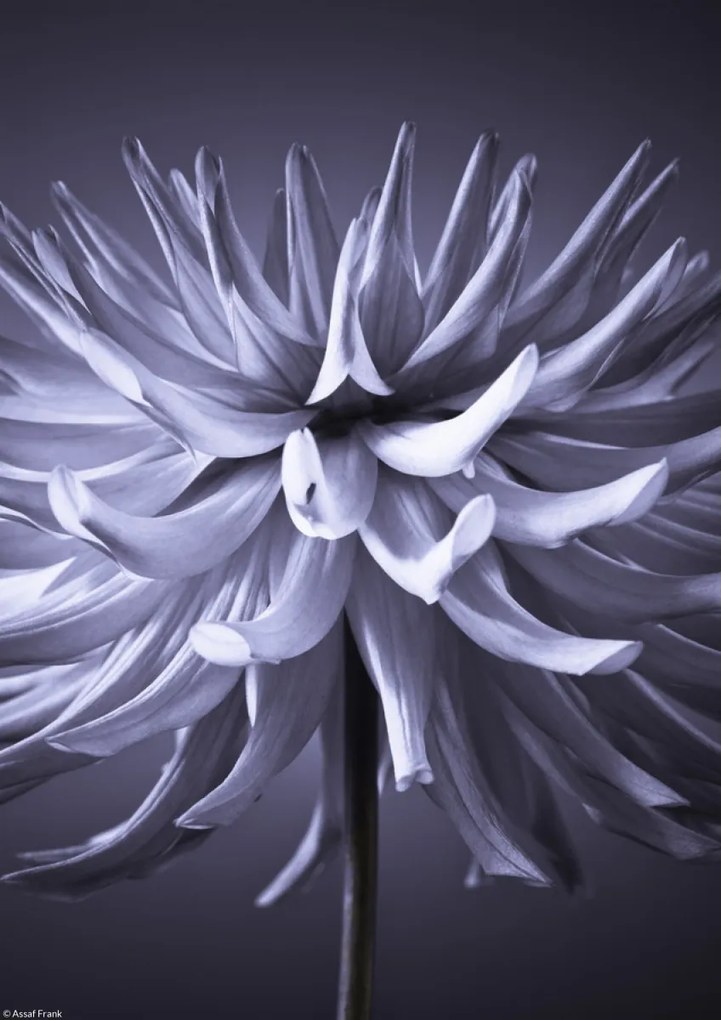 Poszter 21x29,7cm Dália virág 3, Assaf Frank