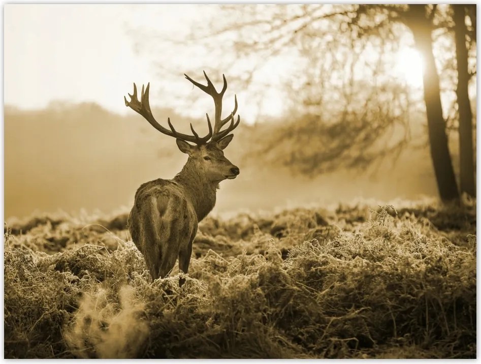 Poszterek 40x30 Szépia szarvas