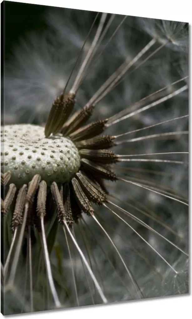 Vászonkép 70x100 Pitypang belülről