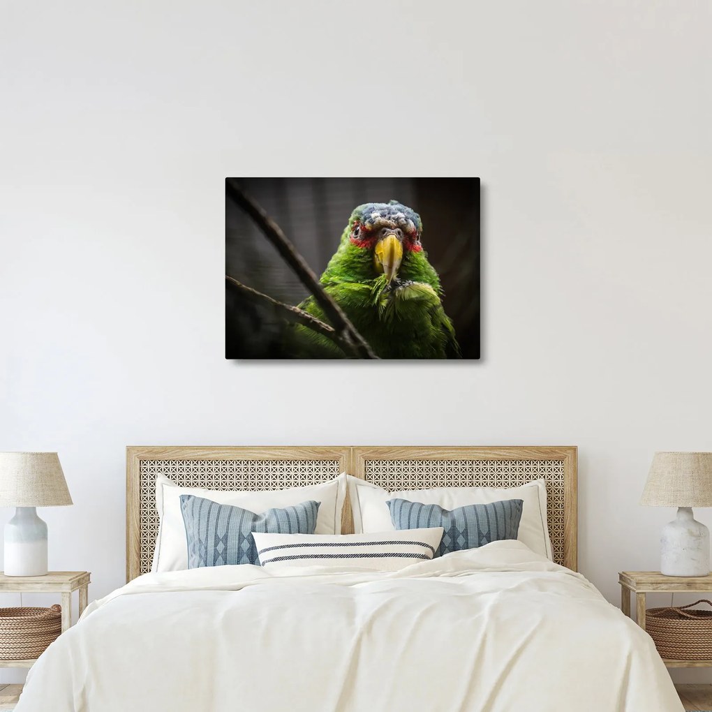 Papagáj képe (70x50 cm)