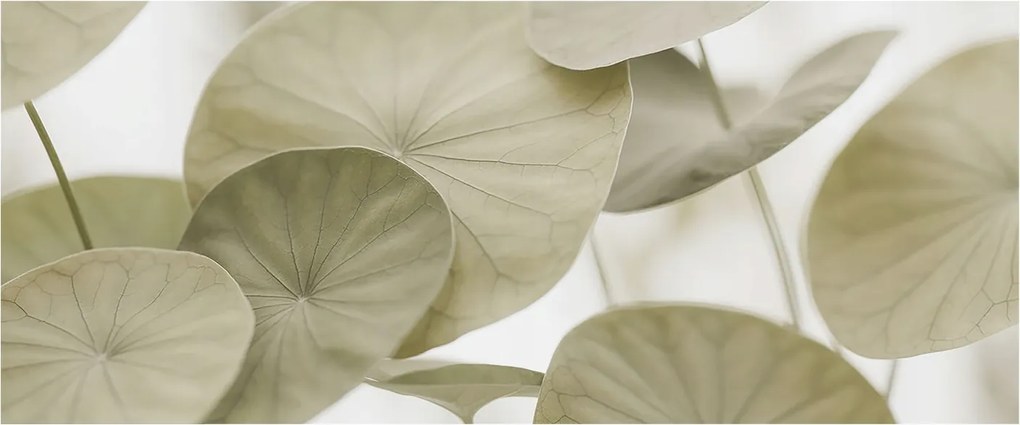 Fotótapéta Fali tapéta Hálószoba Nappali Természetes elegancia 250x104