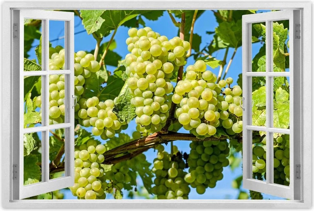 Poszter 60x40 Zöld szőlő