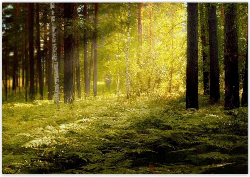 Poszterek 100x70 Napfelkelte az erdőben