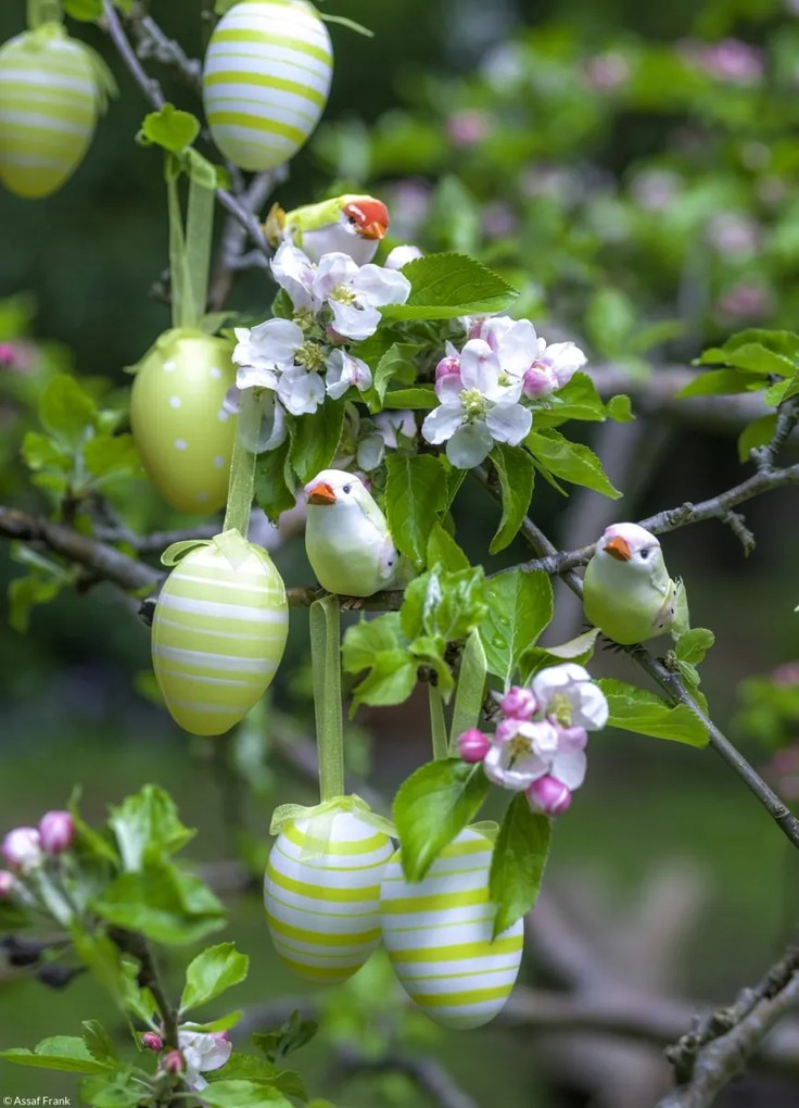 Poszter 20,5x28,4cm Húsvéti tojások lógnak az ágakon, Assaf Frank