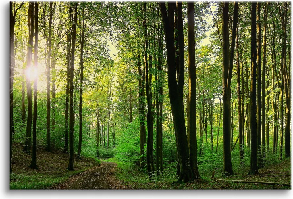Modern Falikép Erdei táj Zöld erdő Tájkép vászonkép