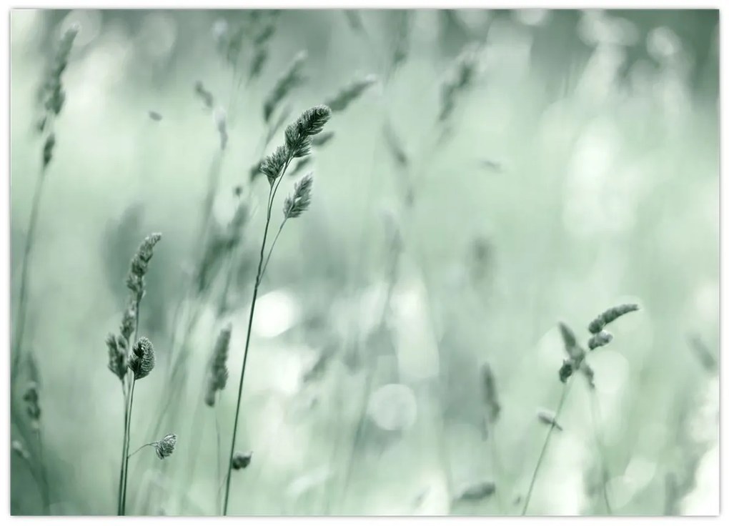 Üveg kép - Zöld rét (70x50 cm)