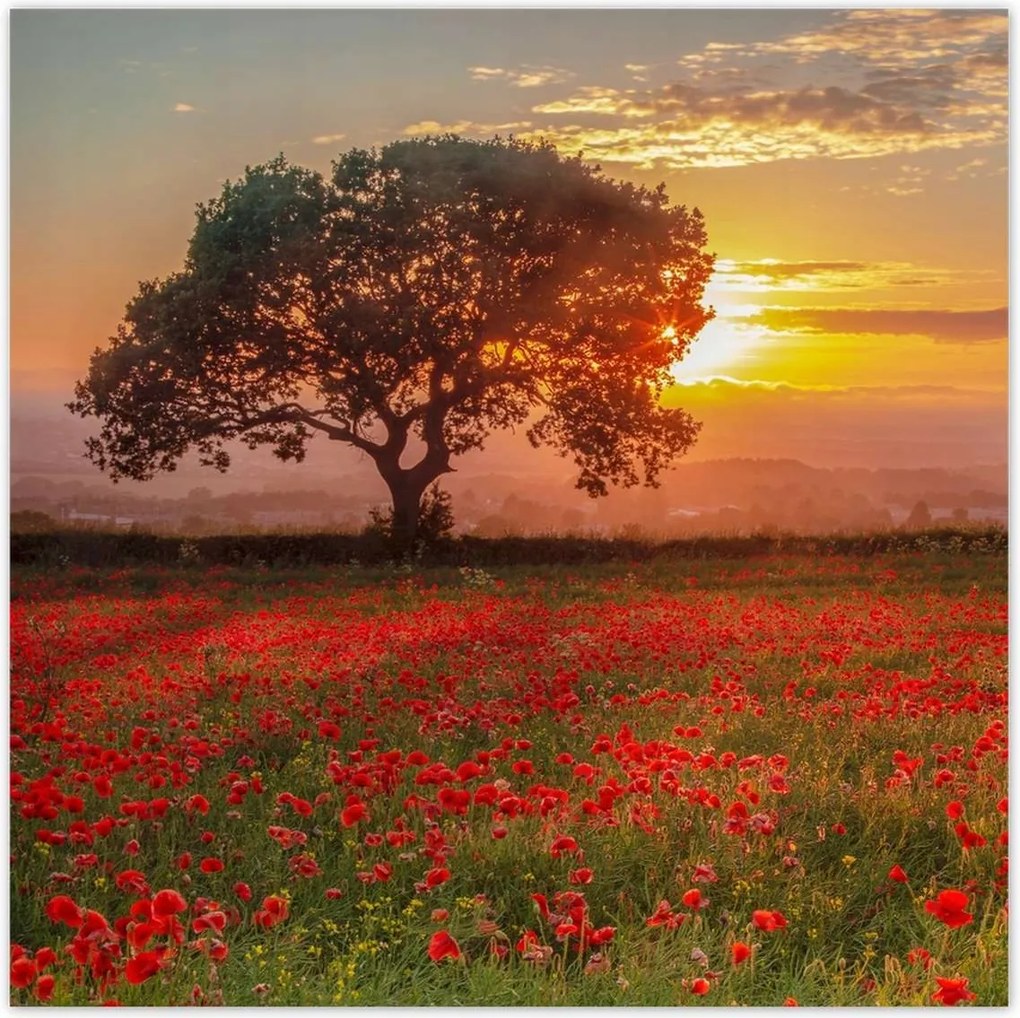 Poszterek 100x100 Pipacsok a mezőn Tájkép