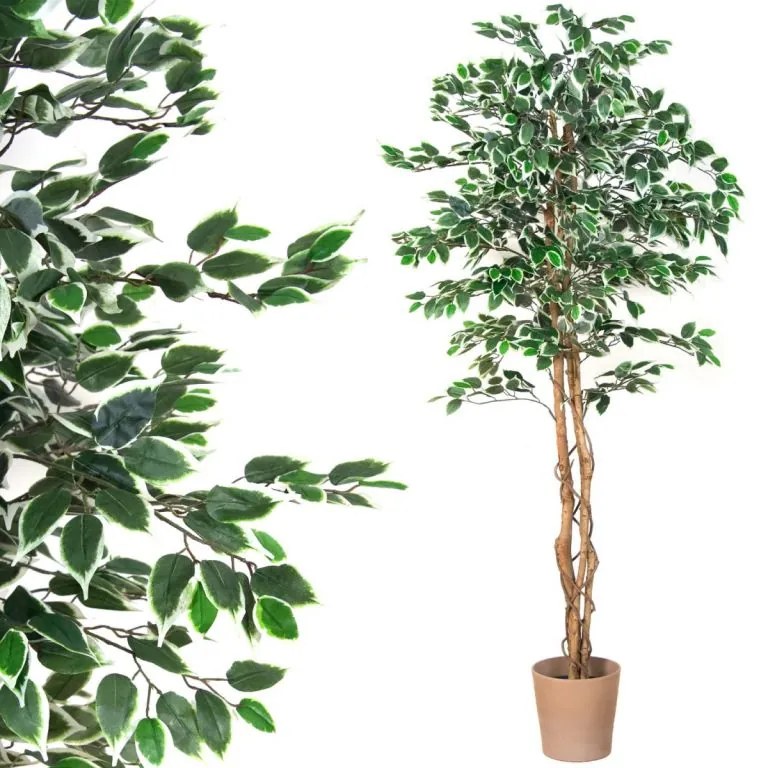 PLANTASIA Műnövény fikusz 190 cm