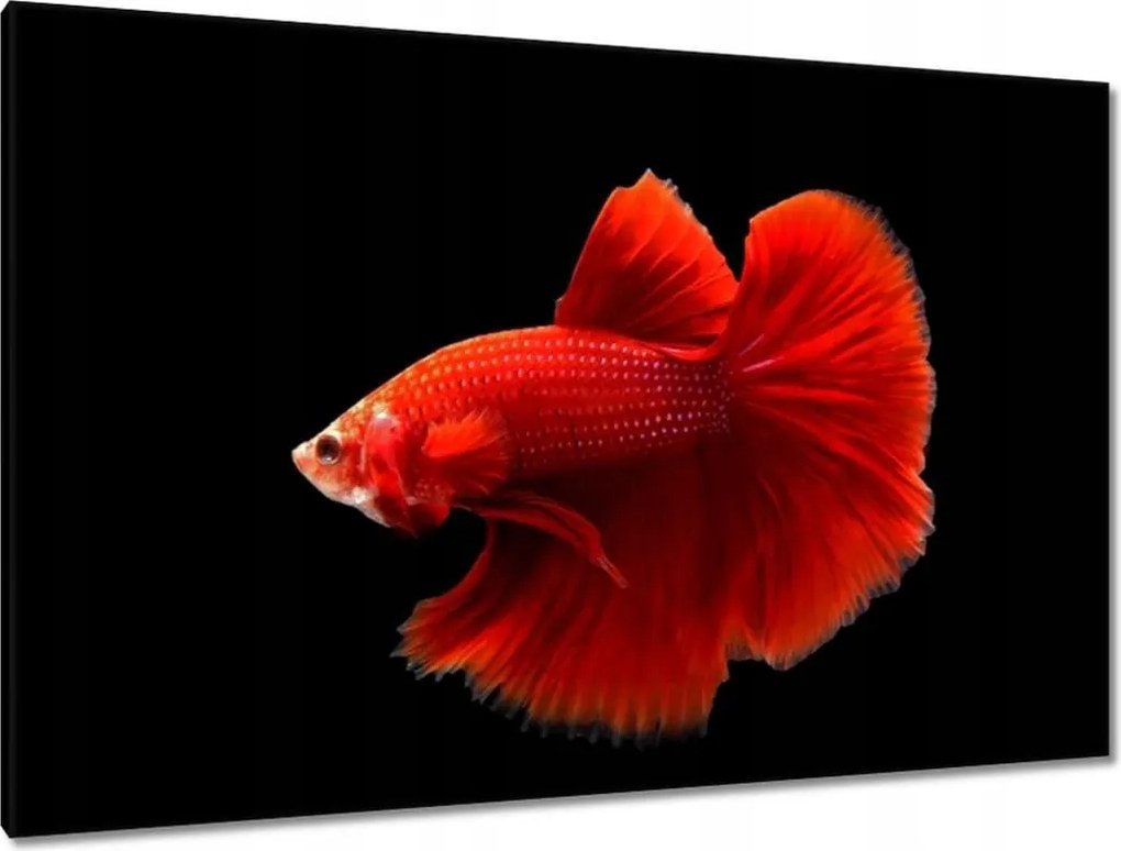 Vászonkép 120x80 Piros harcos hal