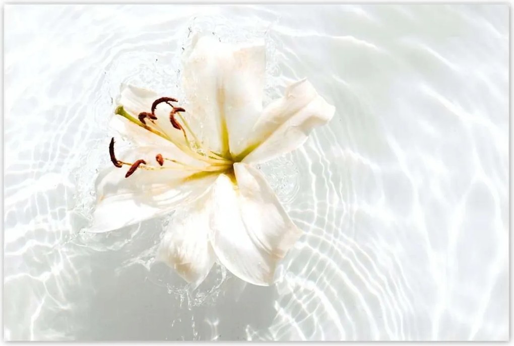 Poszterek 120x80 Virág a vízen Név