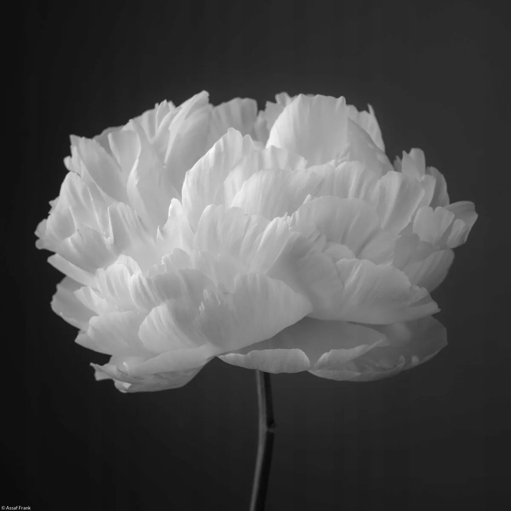 Poszter 30x30cm Bazsarózsa virág 2, Assaf Frank