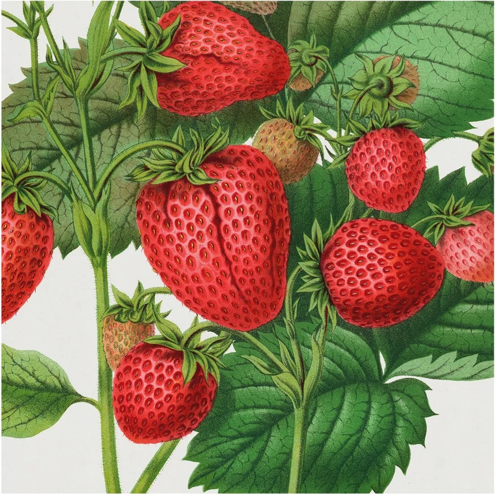 Flizelin tapéta Flizelin Fali Prémium Nyári gyümölcsök 250x250 Ragasztó