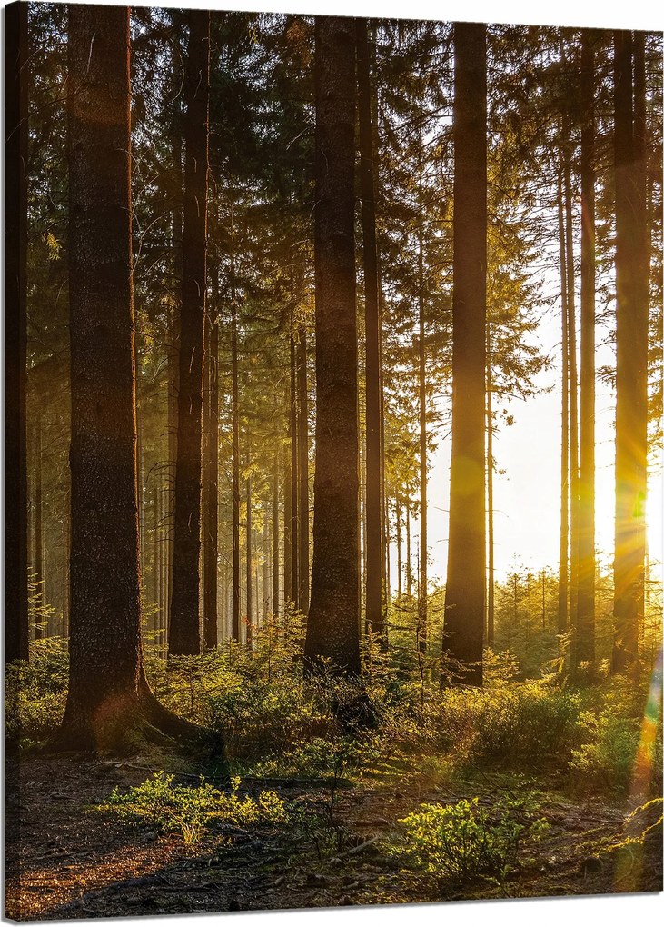 Vászonkép Naplemente Erdő Fák Természet 50x70 cm