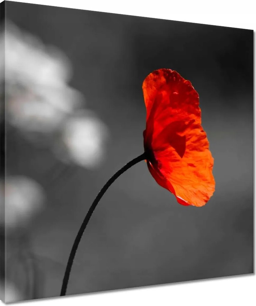 Vászonkép 50x50 Virágzó piros pipacs