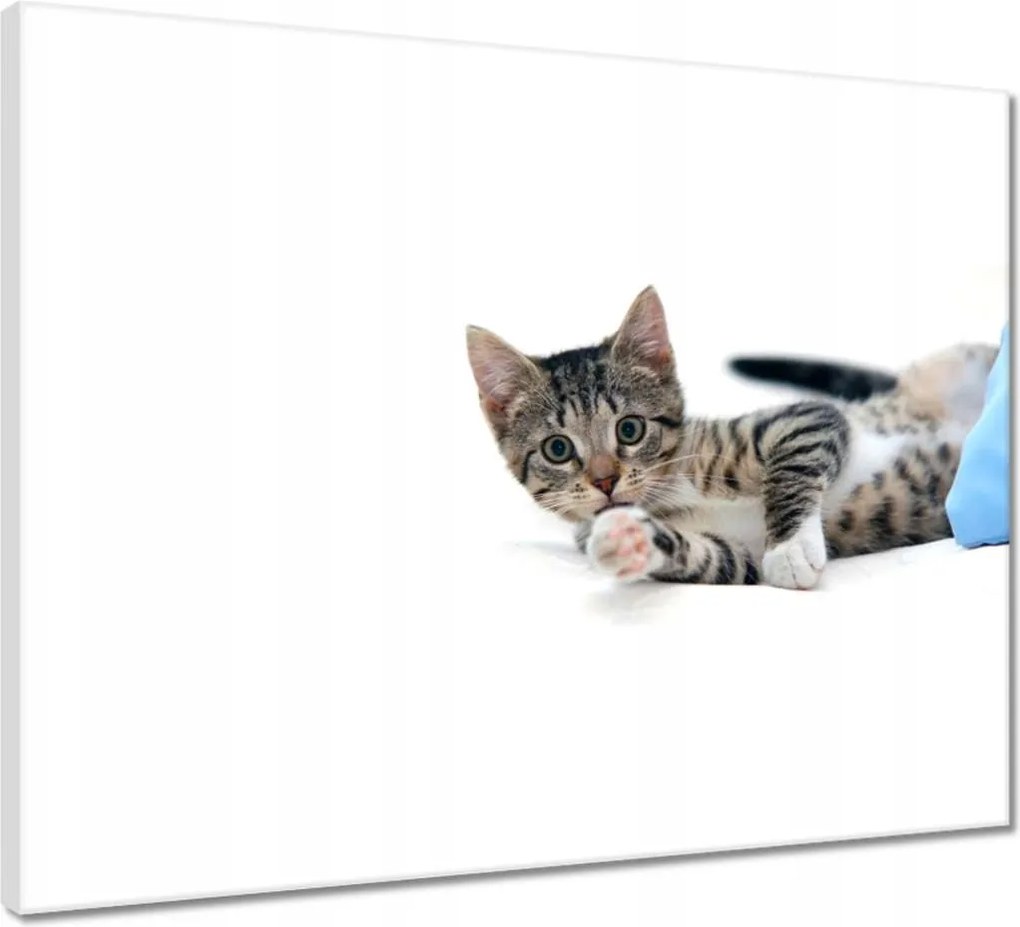 Vászonkép 50x40 Cica Cicák