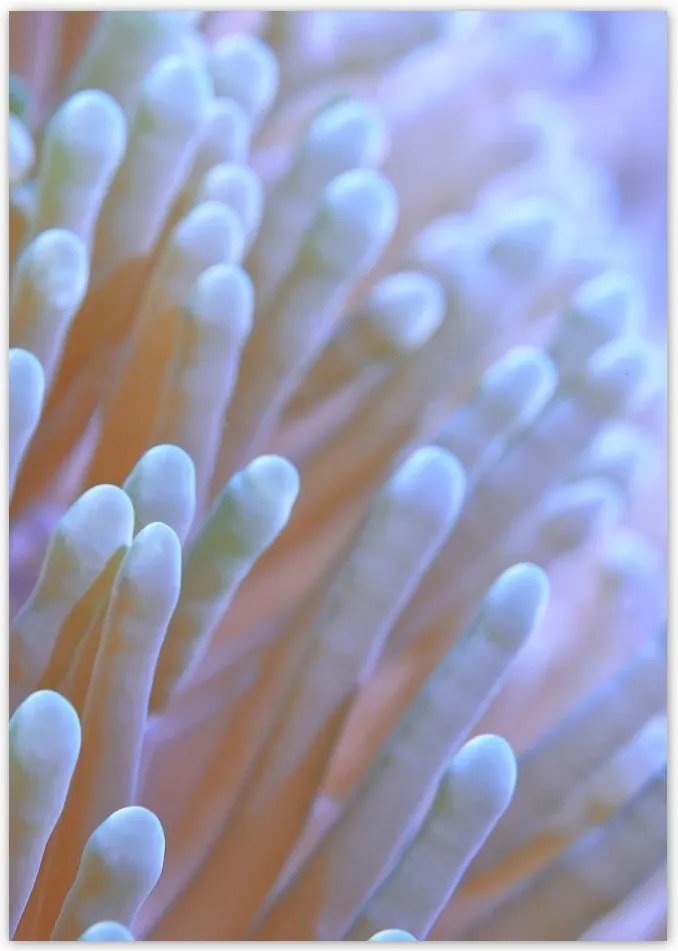 Poszterek A4 Pion Csodálatos tengeri világ