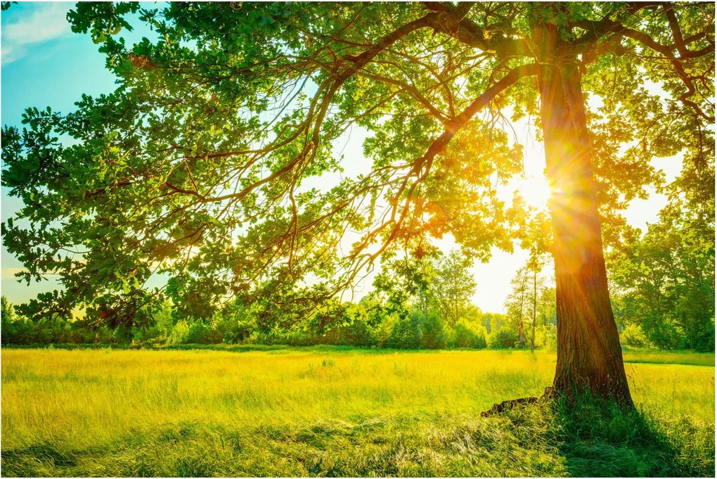 Kép - Sunny Forest (90x60 cm)