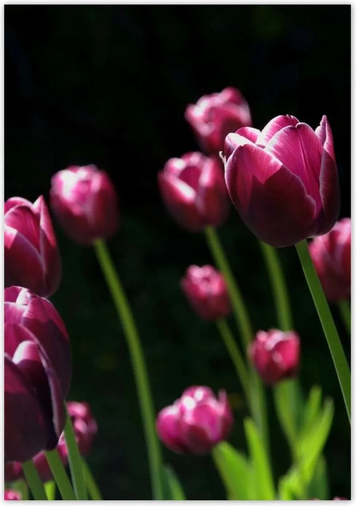 Poszterek 70x100 Lila tulipánok