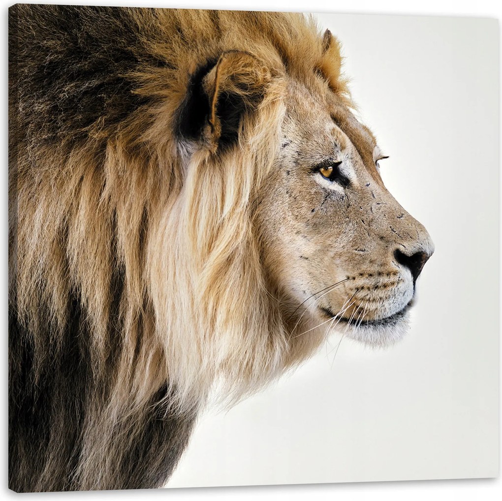 Vászonkép Elbűvölő Oroszlán Természet Arc 80X80 cm Ideális ajándék