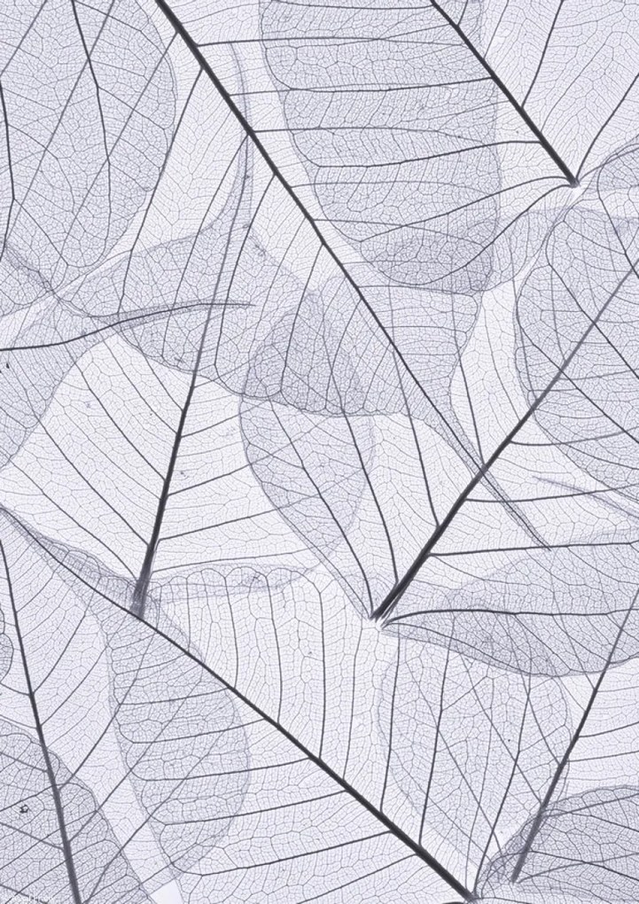 Poszter 21x29,7cm Csontváz levelek 2, Assaf Frank