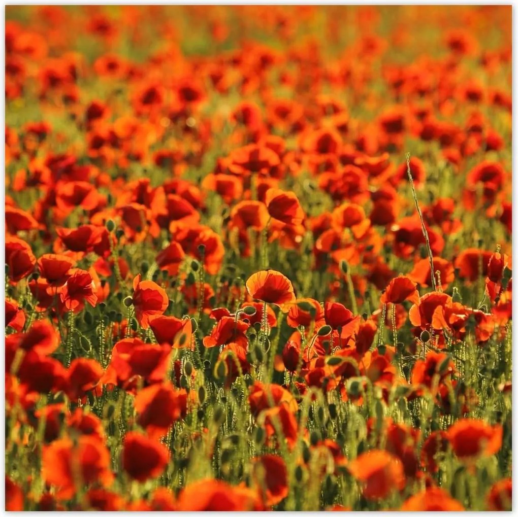 Poszterek 100x100 Pipacsok rétje