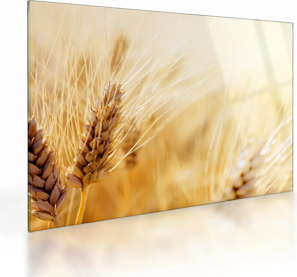 Kép - részlet gabona (üvegen) (70x50 cm)