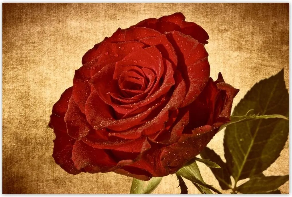 Poszterek 120x80 Rózsa szépia háttérrel