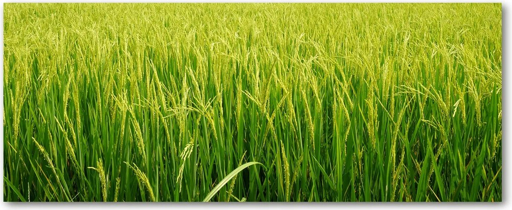 Modern üvegpanel a konyhába Rizsmező XXL