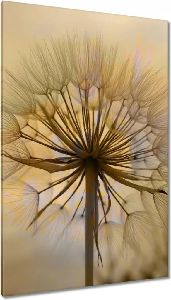 Vászonkép 80x120 Pitypang Virág Virágok